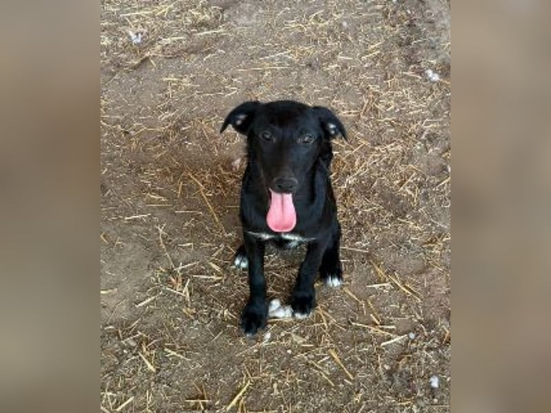 RIO - zuckersüßer Junghund sucht seine Familie