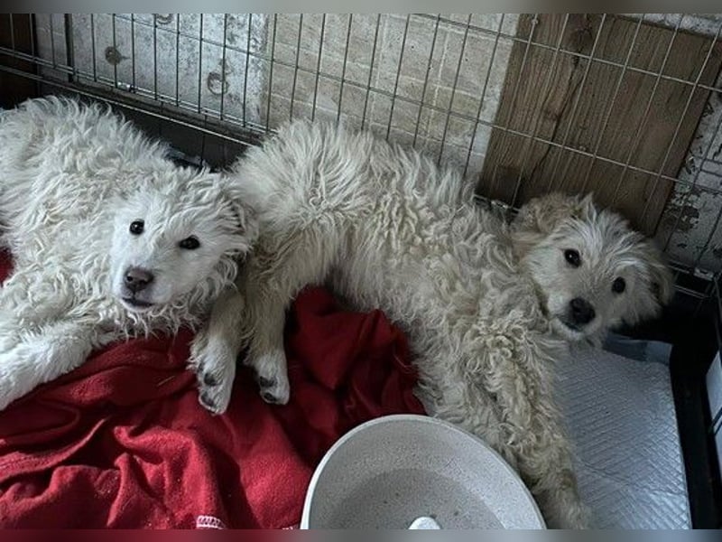 FUCHUR - süßer Welpenjunge sucht seine Familie