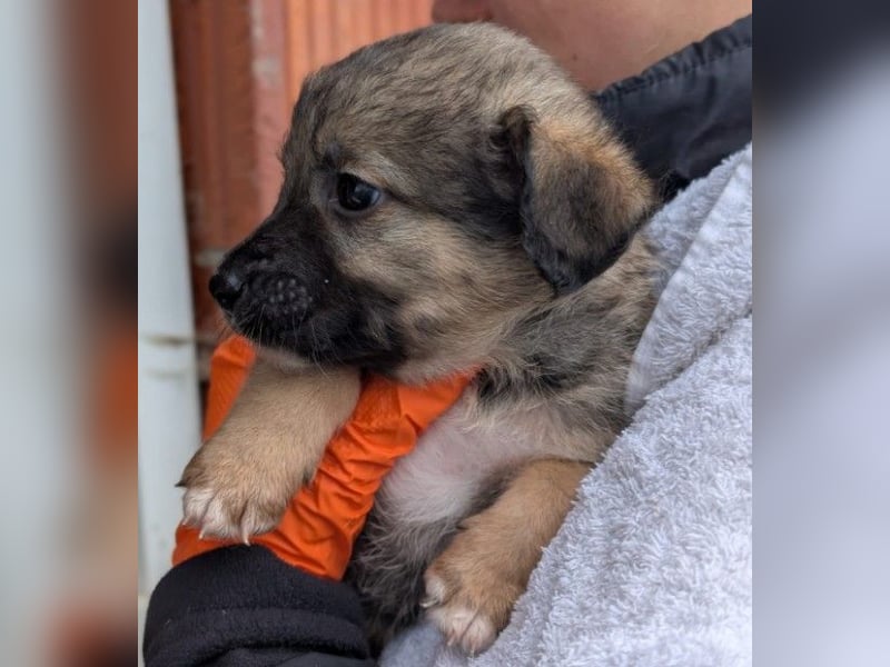 Welpenmädchen Binah