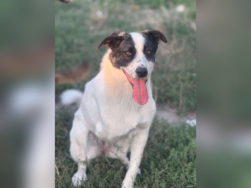 Pflegestellen gesucht