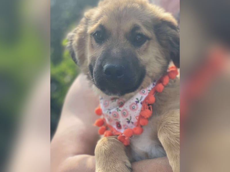 Pflegestellen gesucht