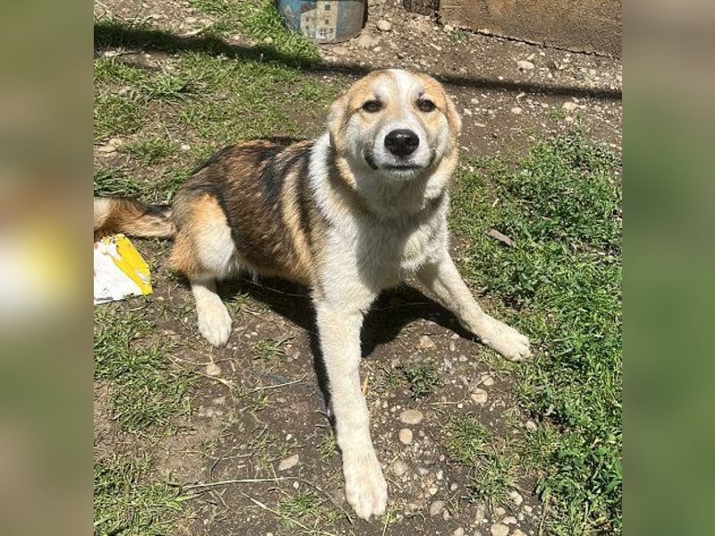 Pflegestellen gesucht