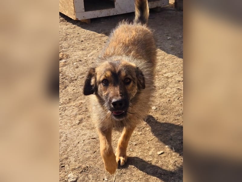 Pflegestellen gesucht