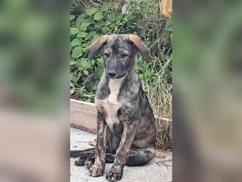 Pflegestellen gesucht