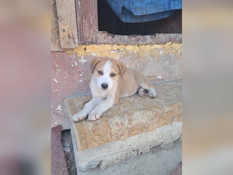 Pflegestellen gesucht