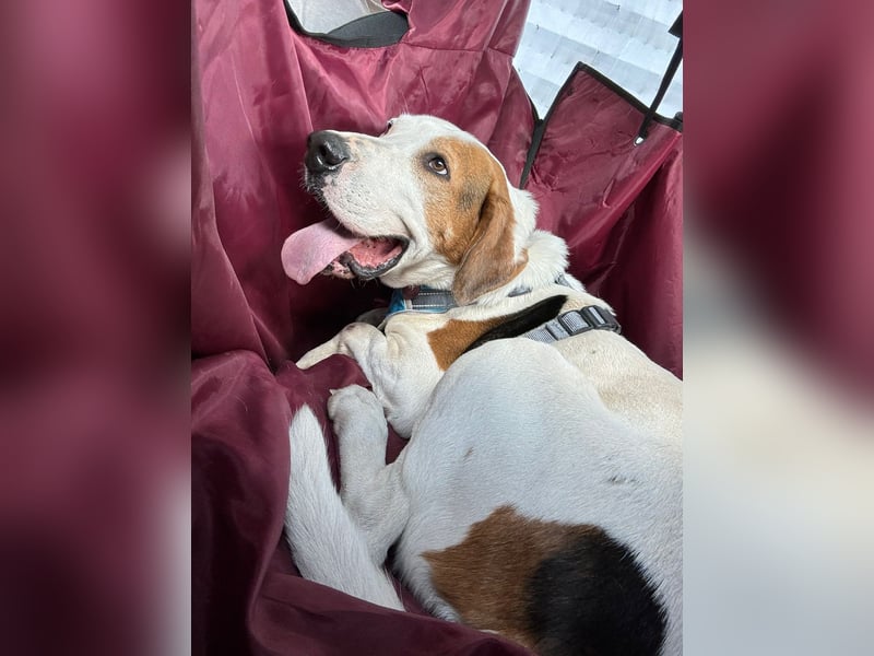 GRAY-  wohlerzogen und ruhig