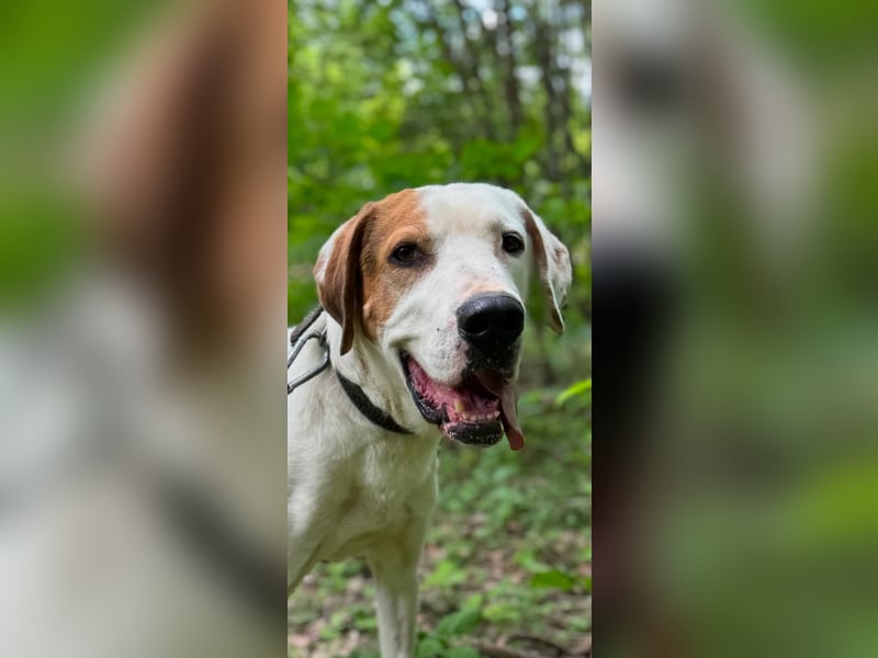 GRAY-  wohlerzogen und ruhig