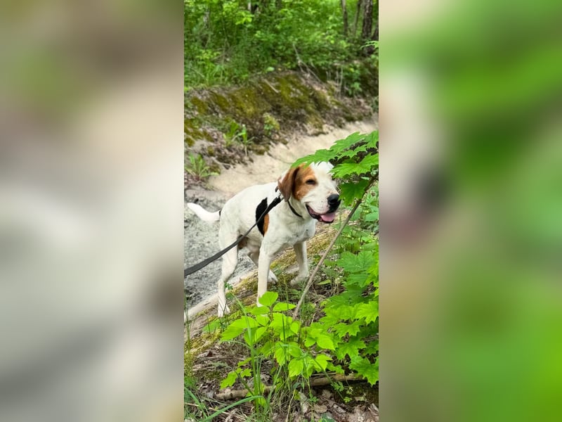 GRAY-  wohlerzogen und ruhig