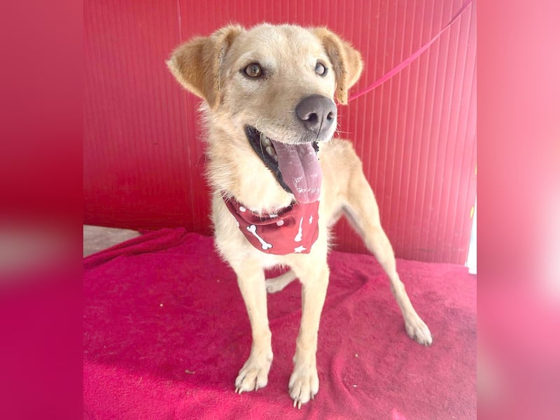 ❤️ liebenswerter FRENKI ging durch die Hölle - 2,5 Jahre, 42cm - Mischling