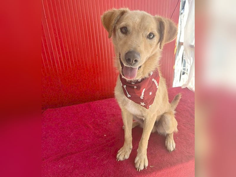 ❤️ liebenswerter FRENKI ging durch die Hölle - 2,5 Jahre, 42cm - Mischling