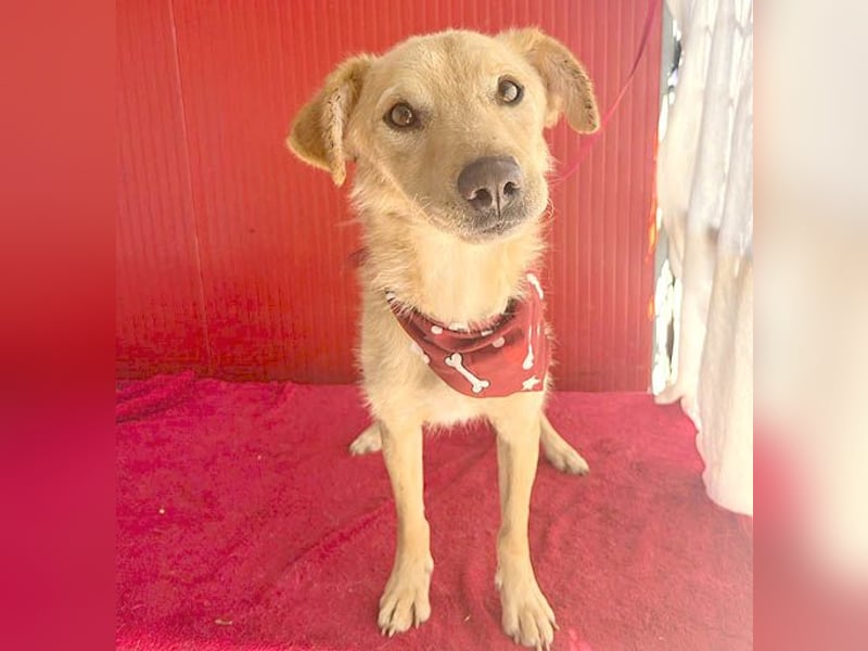 ❤️ liebenswerter FRENKI ging durch die Hölle - 2,5 Jahre, 42cm - Mischling