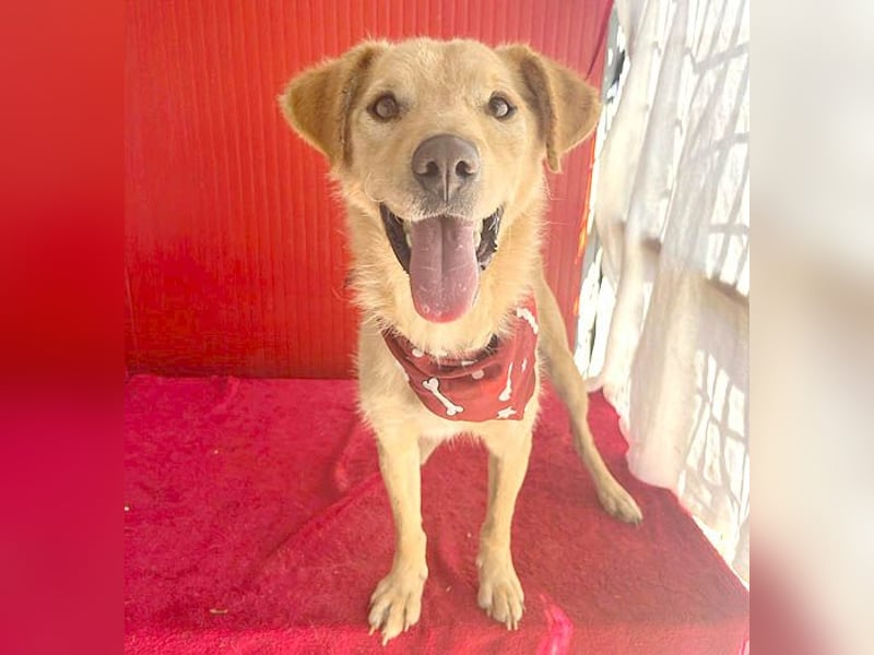 ❤️ liebenswerter FRENKI ging durch die Hölle - 2,5 Jahre, 42cm - Mischling