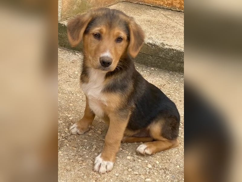 ALWI sucht Familienanschluß