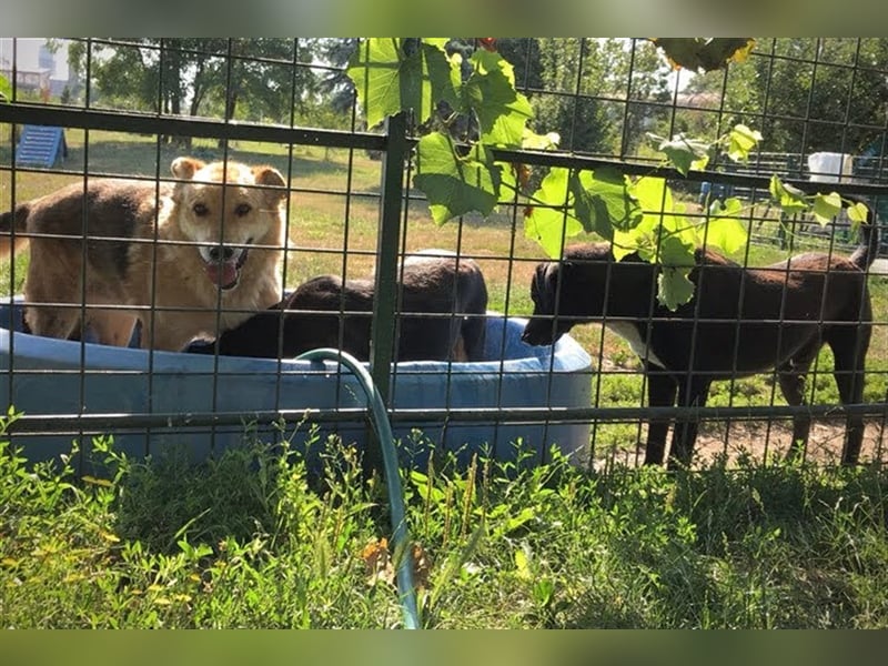 Großer Mischlings Rüde Muffin sucht sein Herzens Mensch