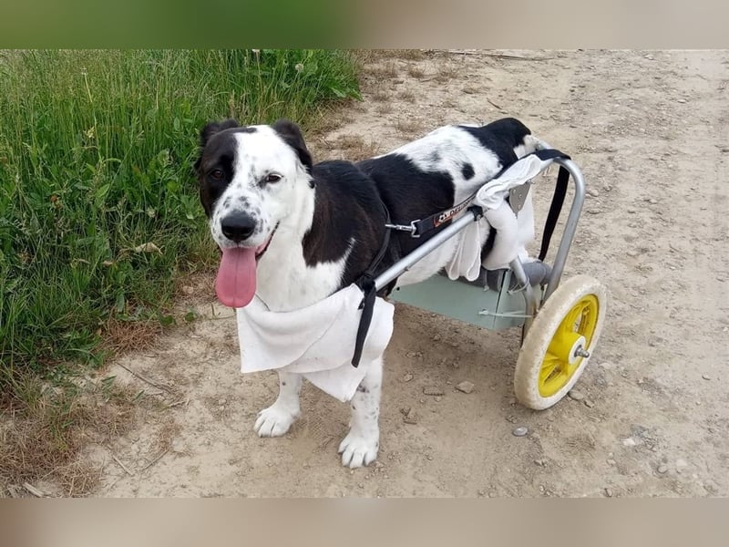 Mischlings Rüde Felix sucht ein geeignetes Zuhause