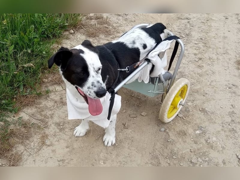 Mischlings Rüde Felix sucht ein geeignetes Zuhause