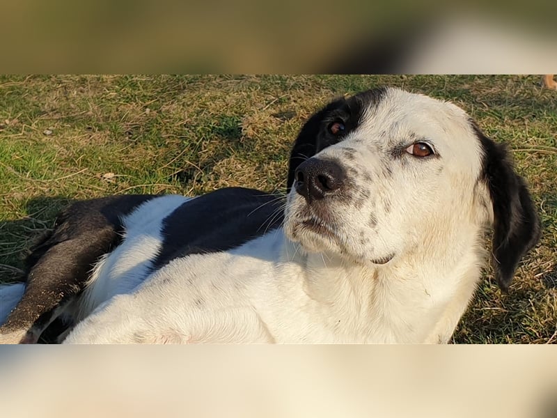 Mischlings Rüde Felix sucht ein geeignetes Zuhause