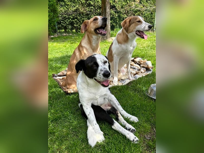 Mischlings Rüde Felix sucht ein geeignetes Zuhause