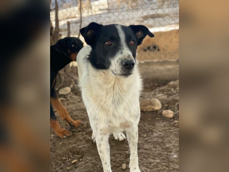 Merenda, geb. ca. 02/2023, lebt in GRIECHENLAND, im städt. Tierheim Serres
