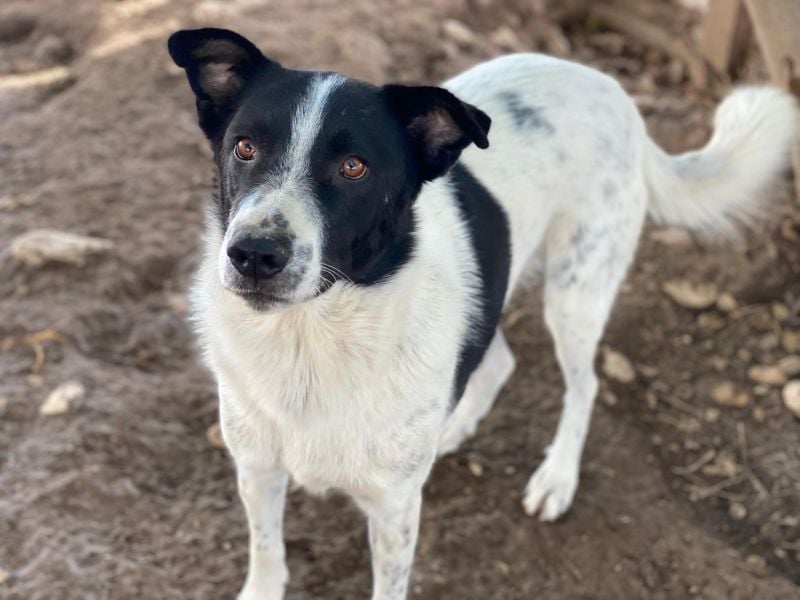 Merenda, geb. ca. 02/2023, lebt in GRIECHENLAND, im städt. Tierheim Serres
