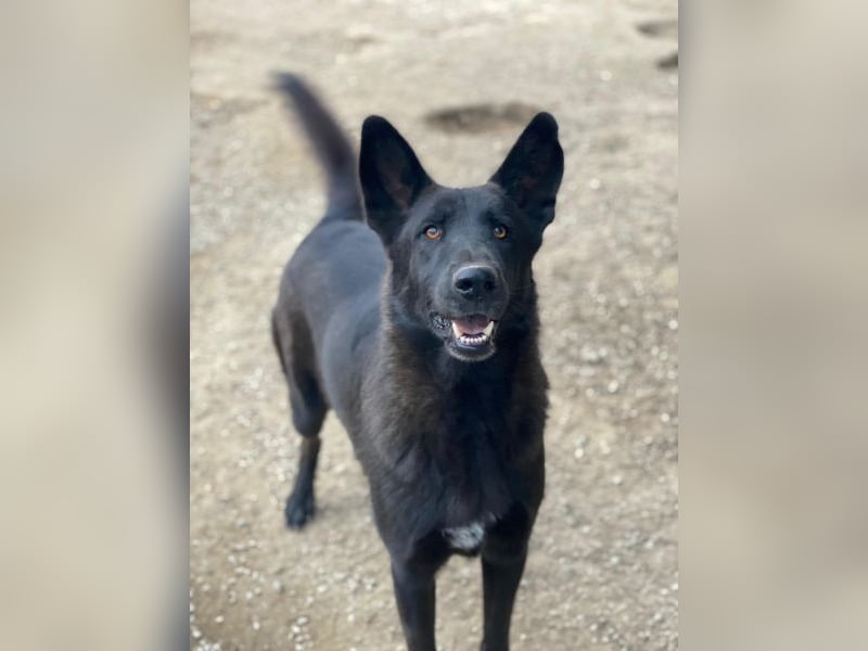 Zanders, geb. ca. 05/2023, lebt in GRIECHENLAND, im städt. Tierheim Serres