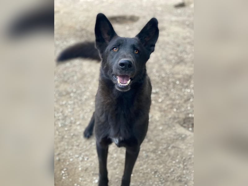 Zanders, geb. ca. 05/2023, lebt in GRIECHENLAND, im städt. Tierheim Serres