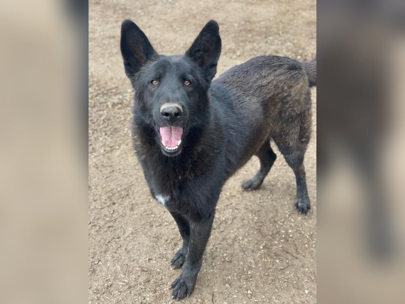 Zanders, geb. ca. 05/2023, lebt in GRIECHENLAND, im städt. Tierheim Serres