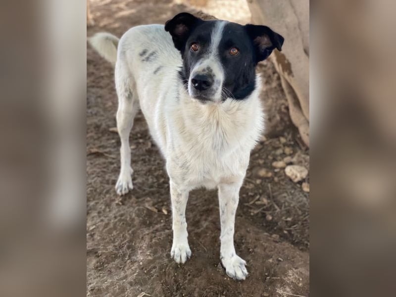 Merenda, geb. ca. 02/2023, lebt in GRIECHENLAND, im städt. Tierheim Serres