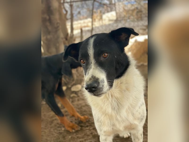 Merenda, geb. ca. 02/2023, lebt in GRIECHENLAND, im städt. Tierheim Serres