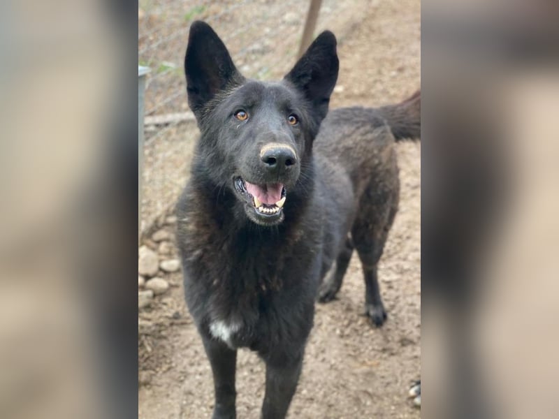 Zanders, geb. ca. 05/2023, lebt in GRIECHENLAND, im städt. Tierheim Serres