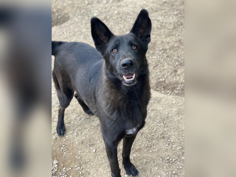 Zanders, geb. ca. 05/2023, lebt in GRIECHENLAND, im städt. Tierheim Serres