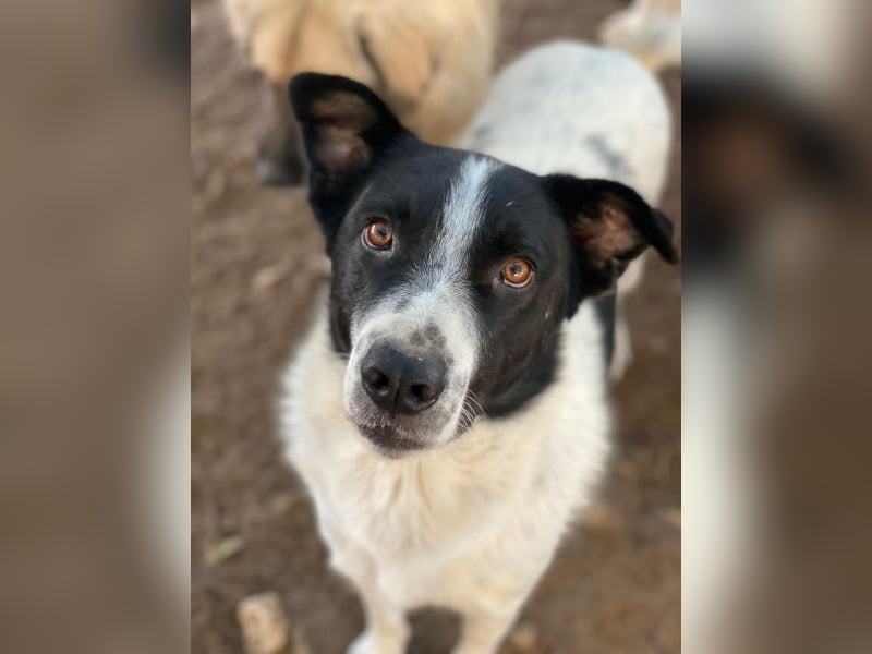 Merenda, geb. ca. 02/2023, lebt in GRIECHENLAND, im städt. Tierheim Serres