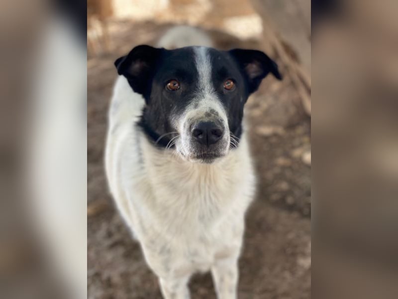 Merenda, geb. ca. 02/2023, lebt in GRIECHENLAND, im städt. Tierheim Serres