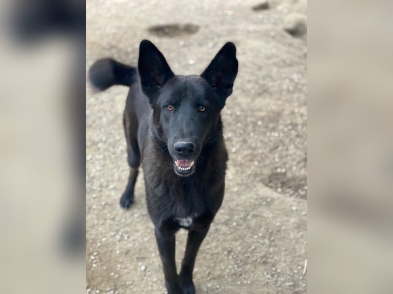 Zanders, geb. ca. 05/2023, lebt in GRIECHENLAND, im städt. Tierheim Serres