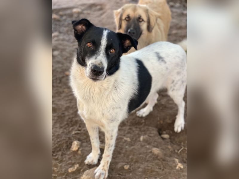 Merenda, geb. ca. 02/2023, lebt in GRIECHENLAND, im städt. Tierheim Serres