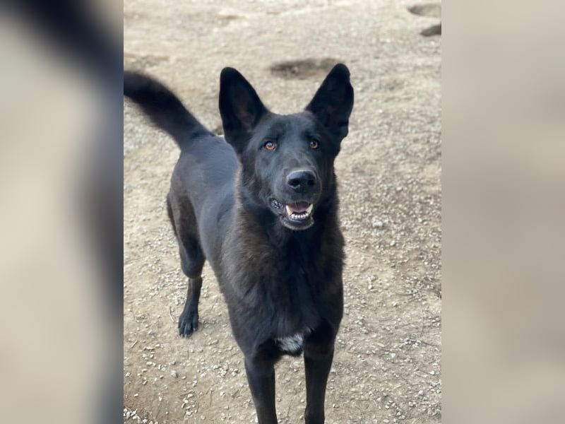 Zanders, geb. ca. 05/2023, lebt in GRIECHENLAND, im städt. Tierheim Serres