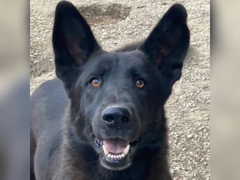 Zanders, geb. ca. 05/2023, lebt in GRIECHENLAND, im städt. Tierheim Serres