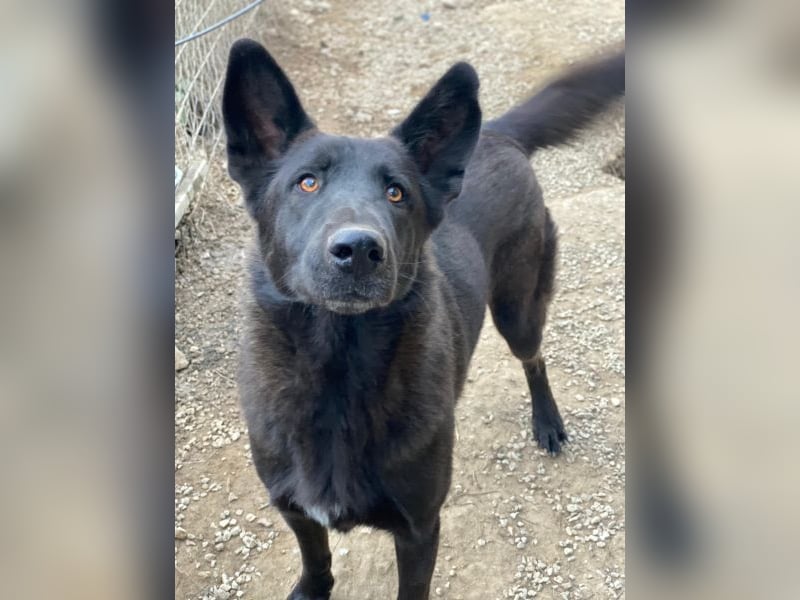 Zanders, geb. ca. 05/2023, lebt in GRIECHENLAND, im städt. Tierheim Serres