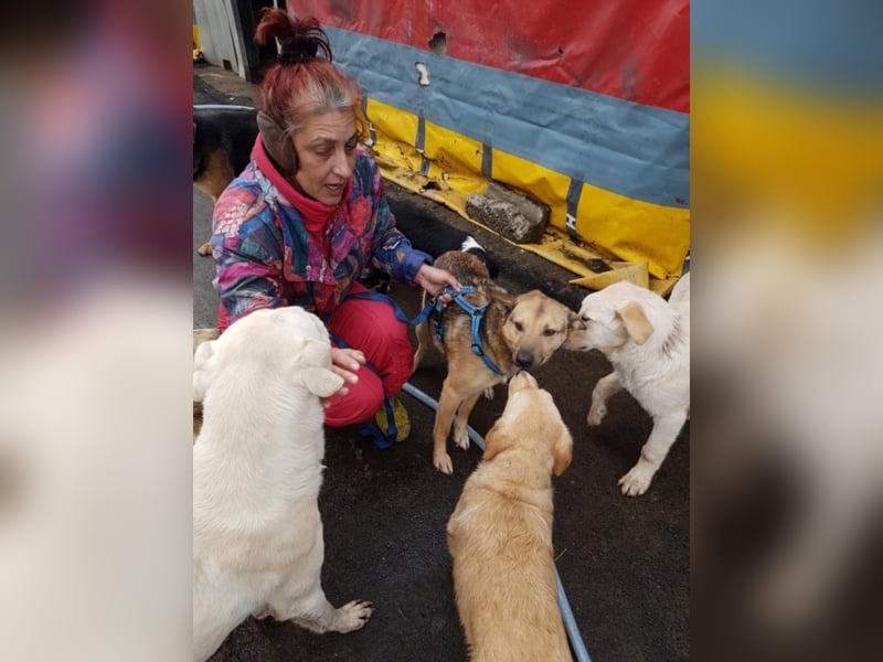 Octavio sucht ein neues Zuhause