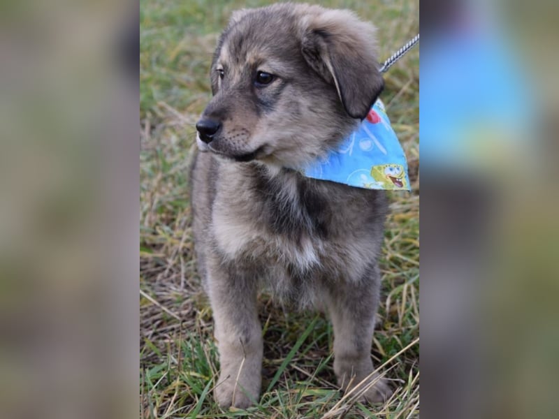 Ben, ca. 4 Monate alt