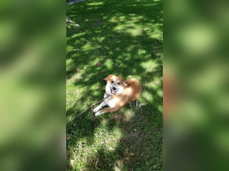 Aurell, ca. 1,5 Jahre alt