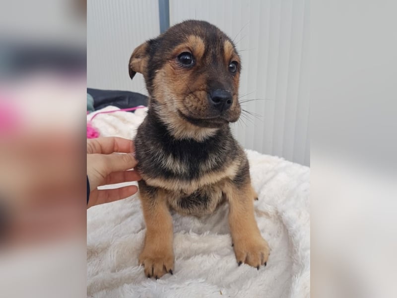 Paloma, ca. 4 Monate alt