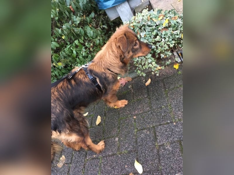 Caramel, ca. 9 Monate alt