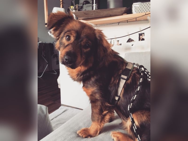 Caramel, ca. 9 Monate alt