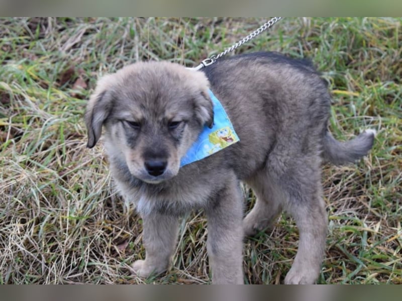 Ben, ca. 4 Monate alt