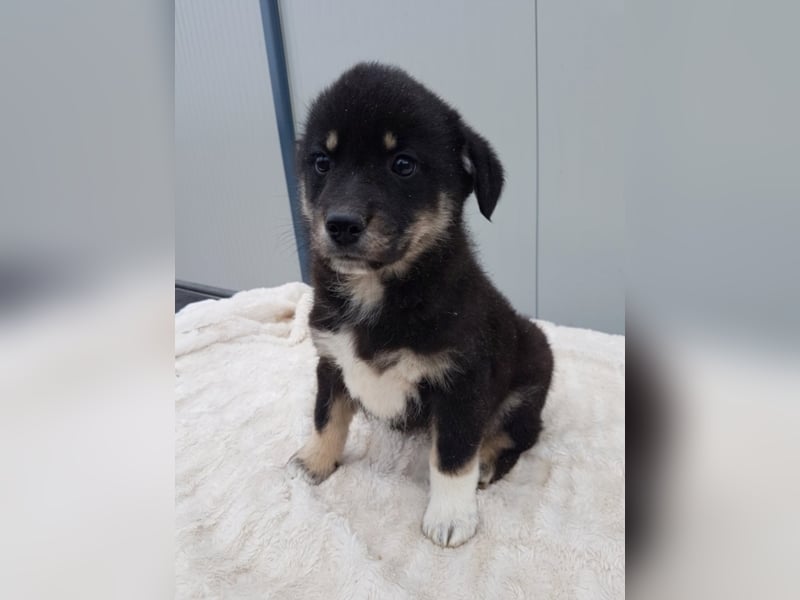 Chester, ca. 3 Monate alt