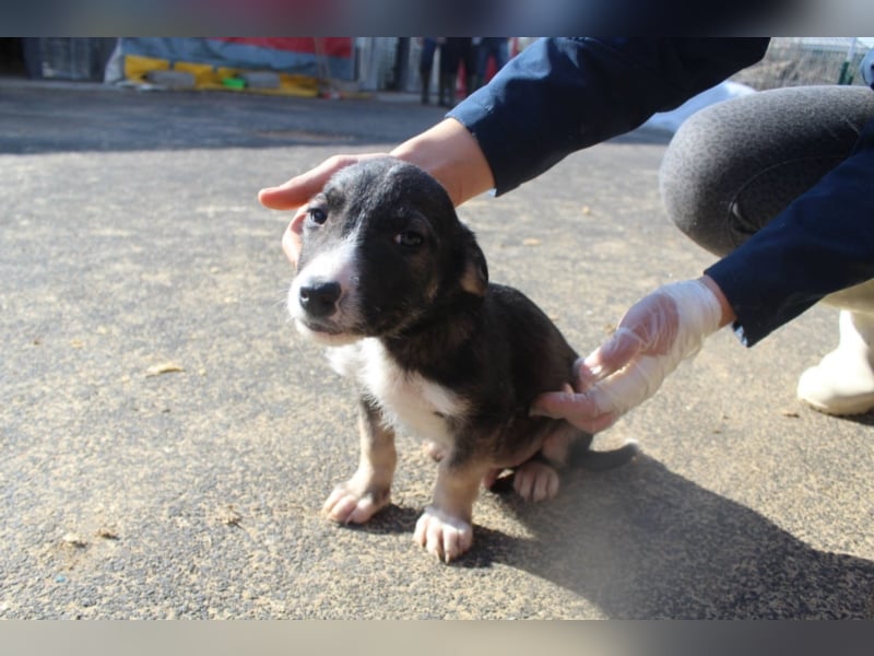 Said, ca. 4 Monate alt