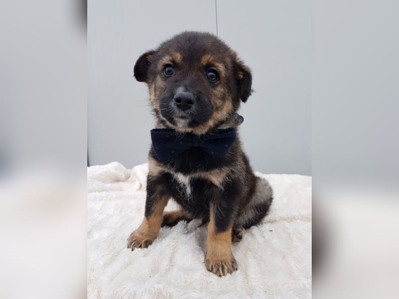 Clark, ca. 3 Monate alt