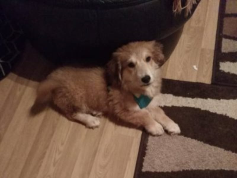 Aurell, ca. 1,5 Jahre alt