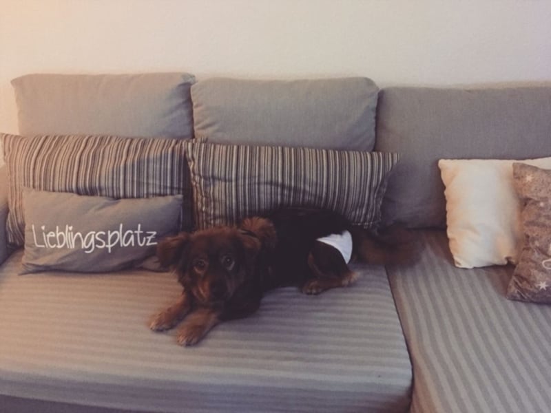 Caramel, ca. 9 Monate alt